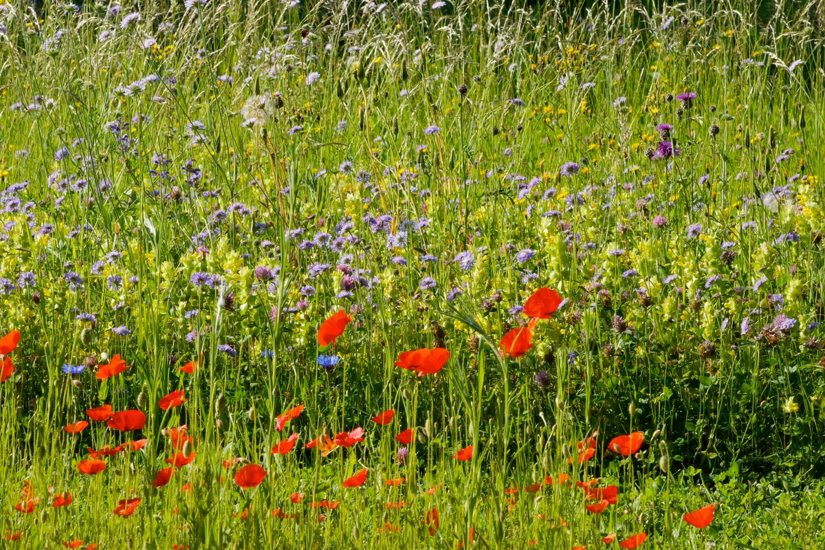 Eine Blumenwiese wie hier in einem Garten in Illnau verändert sich Woche um Woche und Jahr für Jahr.